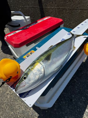 ワラサの釣果