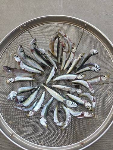 カタクチイワシの釣果