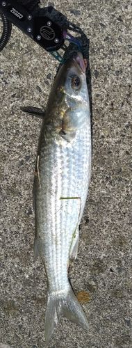 ボラの釣果