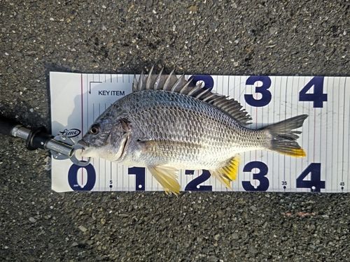 キビレの釣果
