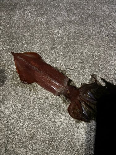ササイカの釣果
