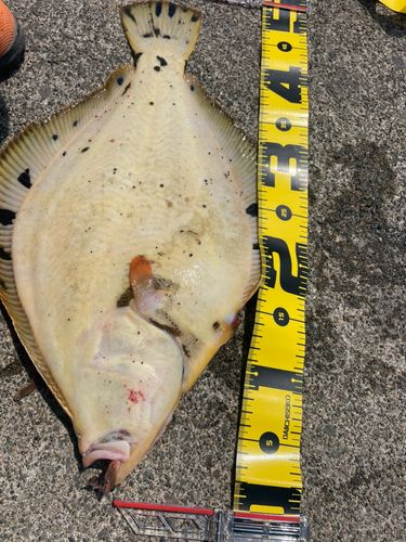 マツカワの釣果