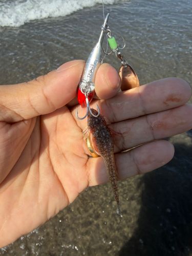 マゴチの釣果