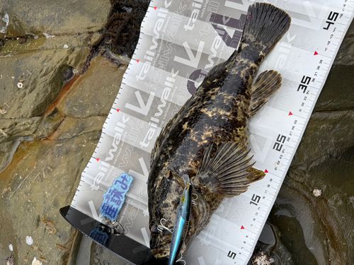 ベッコウゾイの釣果