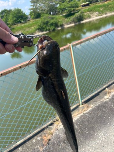ナマズの釣果