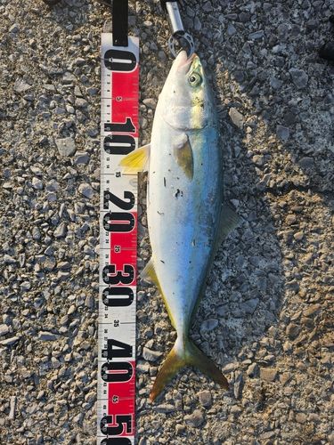 ヤズの釣果