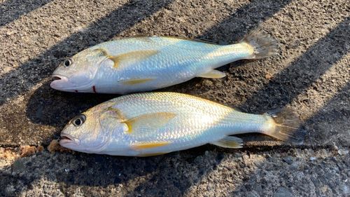 シログチの釣果