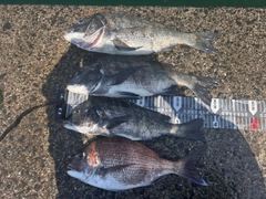 タイの釣果