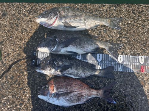 タイの釣果