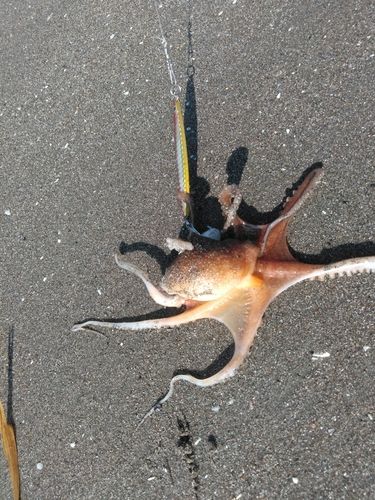 タコの釣果