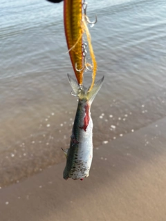 イワシの釣果