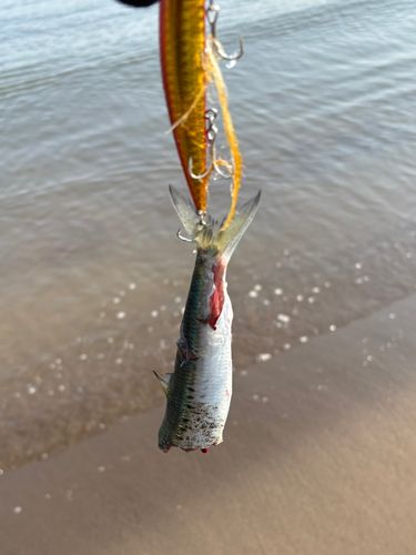 イワシの釣果