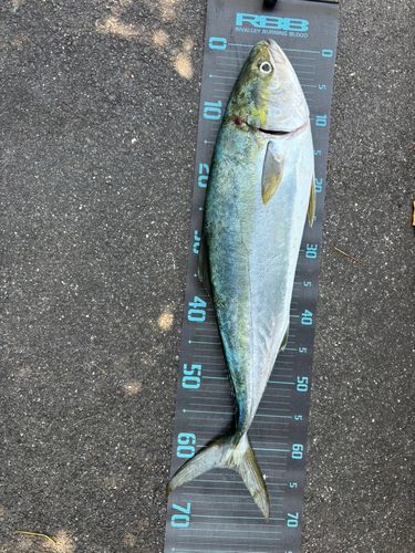 メジロの釣果