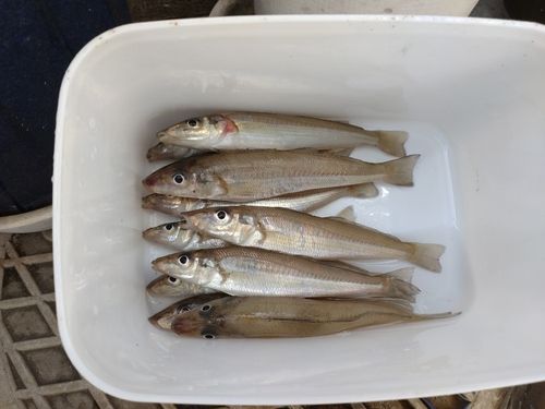 キスの釣果