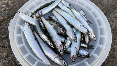 カタクチイワシの釣果