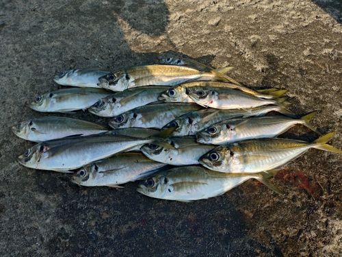 アジの釣果