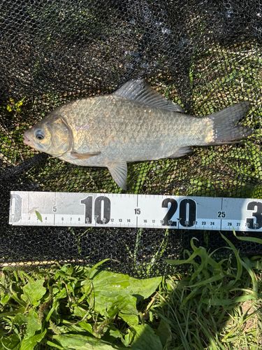 ヘラブナの釣果