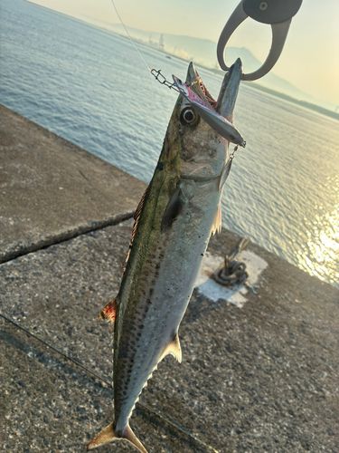 サゴシの釣果
