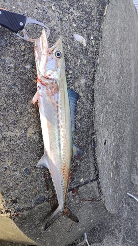 サゴシの釣果