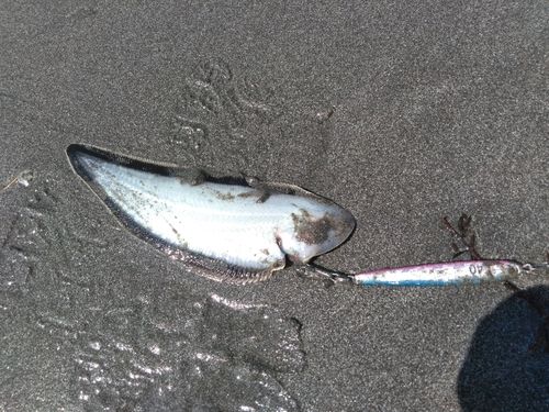 シタビラメの釣果