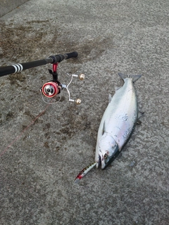 サクラマスの釣果