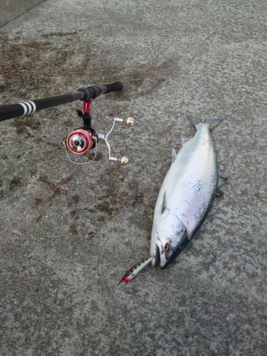 サクラマスの釣果