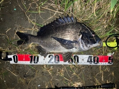 チヌの釣果