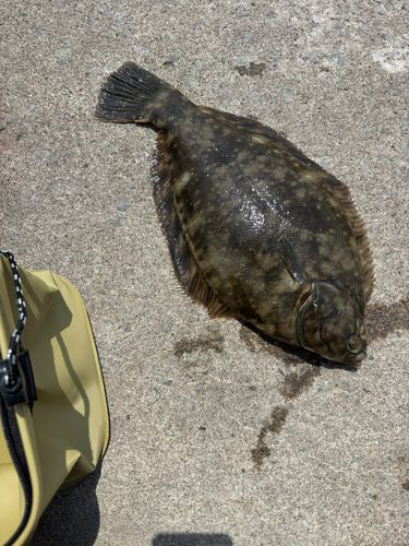 クロガシラガレイの釣果