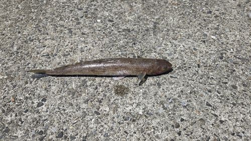エソの釣果