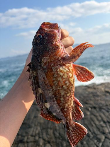 アカハタの釣果