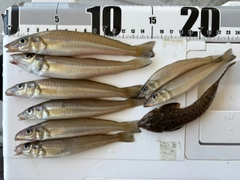 キスの釣果