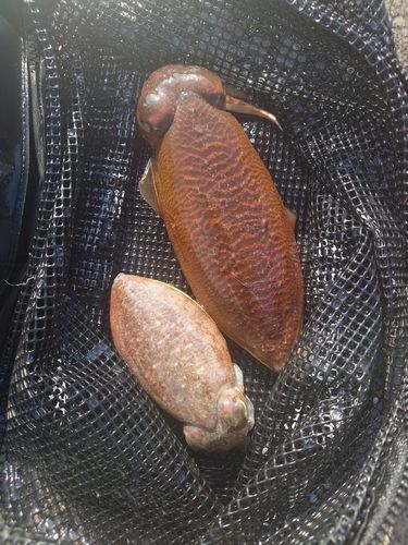 コウイカの釣果
