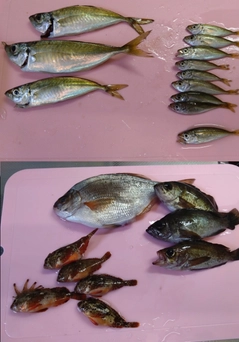 マアジの釣果
