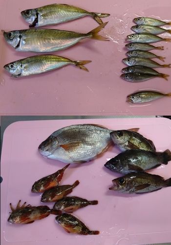 マアジの釣果