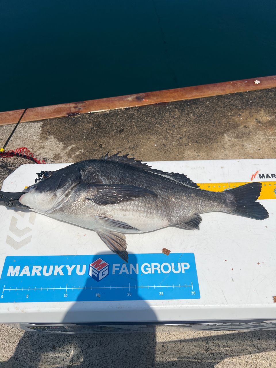 DAIWA 20銀狼王牙 AGS 1号-53・Rの最安値・インプレ・釣果 | 本音の