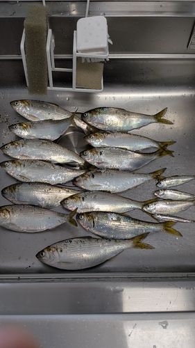 コノシロの釣果