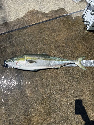 ブリの釣果