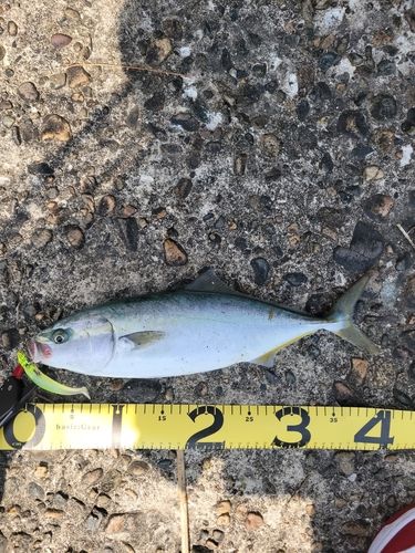 フクラギの釣果