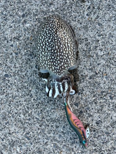 シリヤケイカの釣果