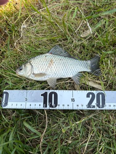 ヘラブナの釣果