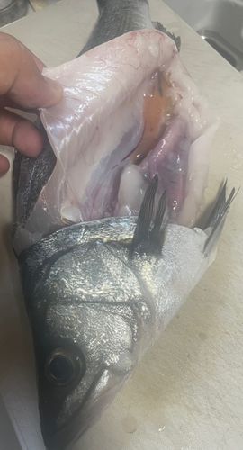 ヒラスズキの釣果