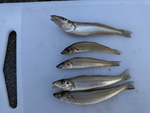 シロギスの釣果