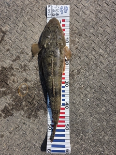 マゴチの釣果