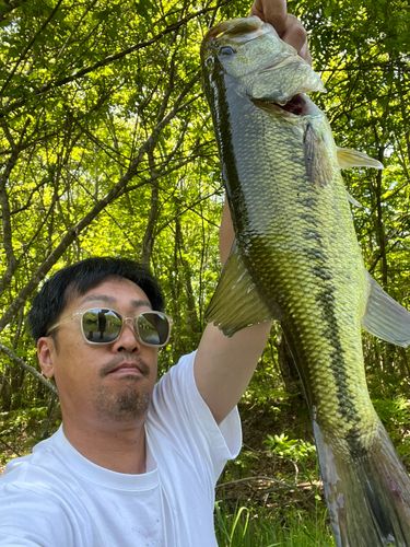 ラージマウスバスの釣果