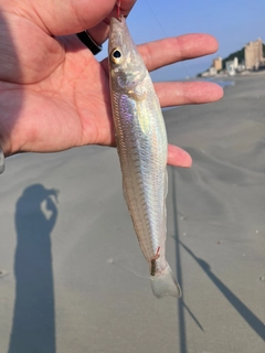 キスの釣果