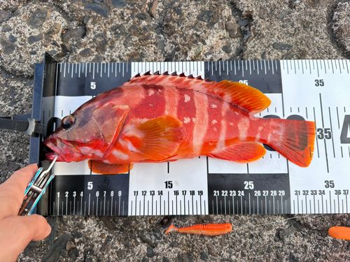 アカハタの釣果