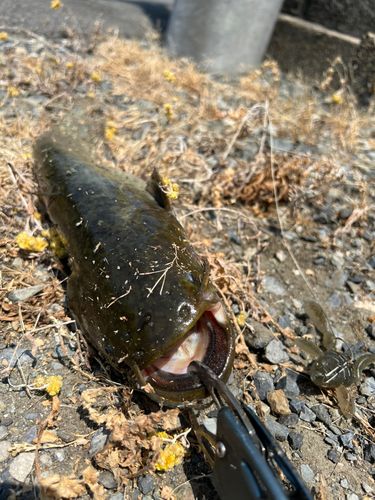 ナマズの釣果