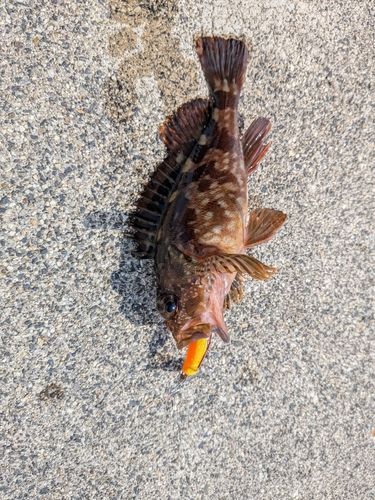 ガシラの釣果