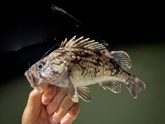 クロソイの釣果