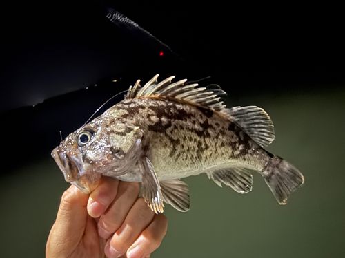 クロソイの釣果